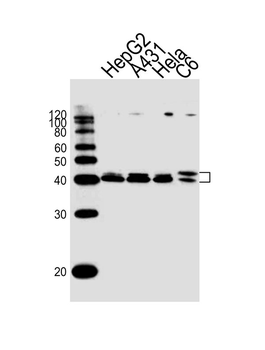 MAPK3/1 Antibody (Center)