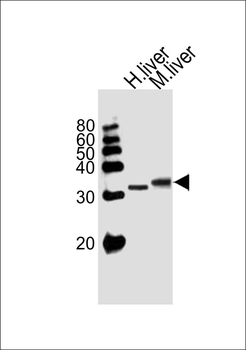 APOD Antibody (N-term)