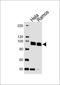 SP1 Antibody