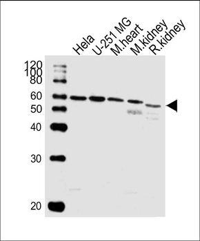 BBS4 Antibody (Center)