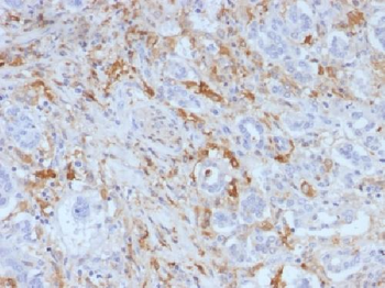 Ferritin, Light Chain (FTL) (Microglia Marker) Antibody