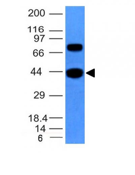 Actin, Muscle Specific (Muscle Cell Marker) Antibody - With BSA and Azide