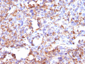CD68 (Macrophage Marker) Antibody - With BSA and Azide