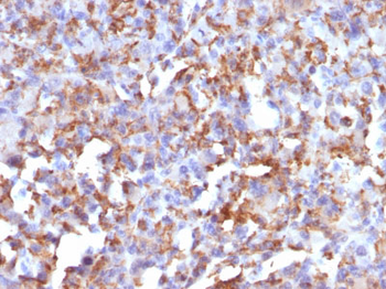 CD68 (Macrophage Marker) Antibody - With BSA and Azide