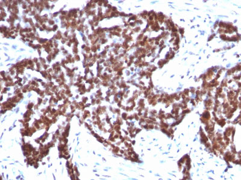 Cyclin B1 (G2- & M-phase Cyclin) Antibody - With BSA and Azide