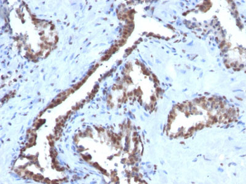 Cyclin B1 (G2- & M-phase Cyclin) Antibody - With BSA and Azide
