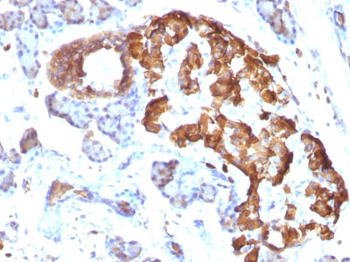 TNF-alpha (Tumor Necrosis Factor alpha) Antibody - With BSA and Azide