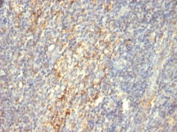 Transglutaminase II (TGM2) Antibody - With BSA and Azide