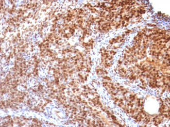 SUMO-2 Antibody - With BSA and Azide