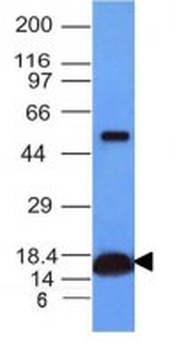 Cytochrome C (Mitochondrial Marker) Antibody - With BSA and Azide