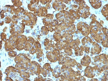 Cytochrome C (Mitochondrial Marker) Antibody - With BSA and Azide