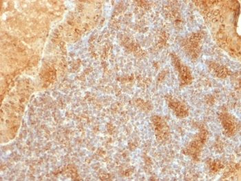 Cytochrome C (Mitochondrial Marker) Antibody - With BSA and Azide