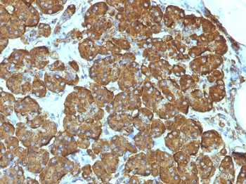 Cytochrome C (Mitochondrial Marker) Antibody - With BSA and Azide