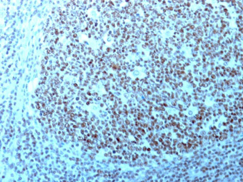 Nucleolin (Marker of Human Cells) Antibody - With BSA and Azide