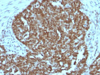Nucleolin (Marker of Human Cells) Antibody - With BSA and Azide
