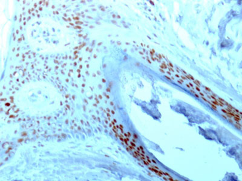 Nucleolin (Marker of Human Cells) Antibody - With BSA and Azide