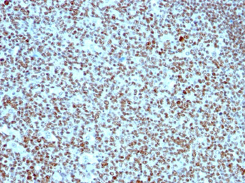 Nucleolin (Marker of Human Cells) Antibody - With BSA and Azide