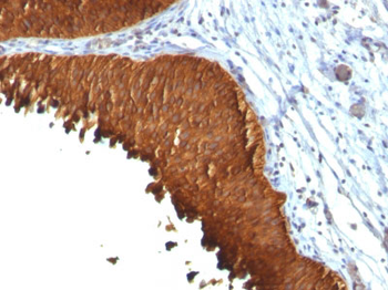 Cytokeratin 19 (KRT19) (Pancreatic Stem Cell Marker) Antibody - With BSA and Azide