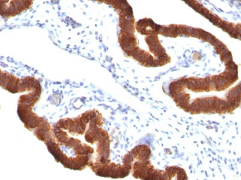 Cytokeratin 19 (KRT19) (Pancreatic Stem Cell Marker) Antibody - With BSA and Azide