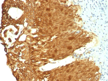 Cytokeratin 19 (KRT19) (Pancreatic Stem Cell Marker) Antibody - With BSA and Azide
