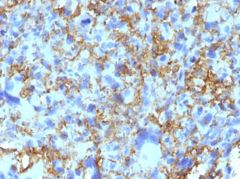 HLA-DRB (MHC II) Antibody - With BSA and Azide