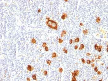 CD15 / FUT4 (Reed-Sternberg Cell Marker) Antibody - With BSA and Azide