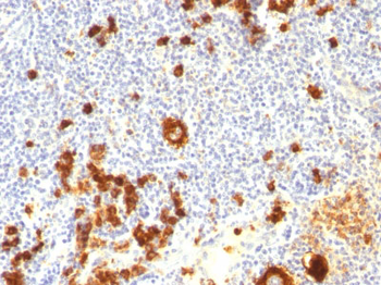 CD15 / FUT4 (Reed-Sternberg Cell Marker) Antibody - With BSA and Azide
