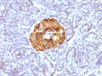 Chromogranin A / CHGA (Neuroendocrine Marker) Antibody - With BSA and Azide