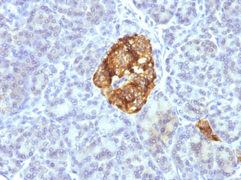 Chromogranin A / CHGA (Neuroendocrine Marker) Antibody - With BSA and Azide