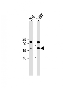 CDKN2A antibody