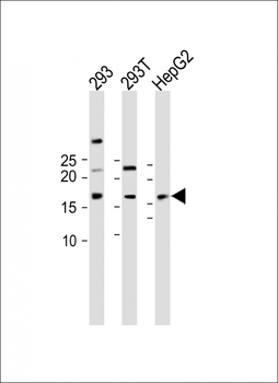 CDKN2A antibody
