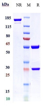 Anti-vWF Reference Antibody