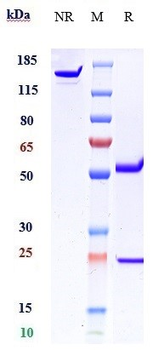 Anti-vWF Reference Antibody