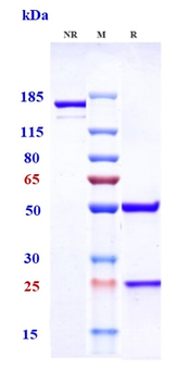 Anti-TNFSF2 / TNFa Reference Antibody