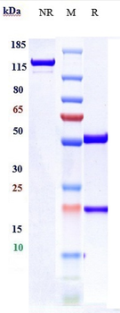 Anti-TNFRSF18 / GITR / CD357 Reference Antibody