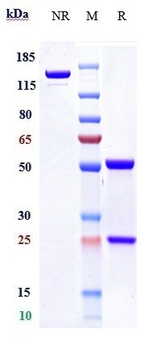 Anti-TMPRSS2 Reference Antibody