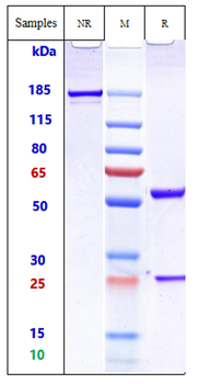 Anti-TM4SF1 Reference Antibody