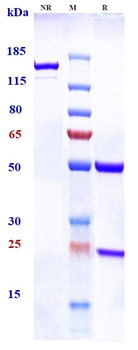 Anti-TCR Reference Antibody (NKTT320)