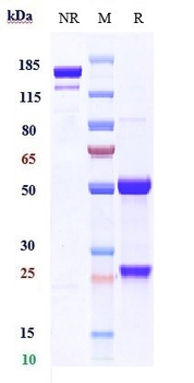 Anti-PMEL Reference Antibody