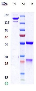 Anti-PGLYRP1 / PGRP-S Reference Antibody