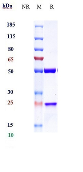 Anti-PDCD1 / PD-1 / CD279 Reference Antibody (Peresolomab)