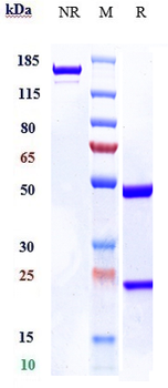 Anti-PCLA Reference Antibody