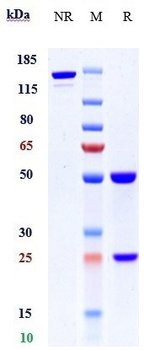 Anti-PACAP38 Reference Antibody