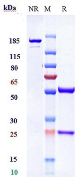 Anti-NOTCH1 Reference Antibody