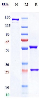 Anti-NGF / bNGF Reference Antibody (AS2886401-00)