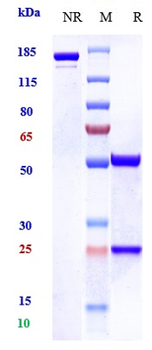 Anti-MUC1 Reference Antibody (clivatuzumab-MMAE)