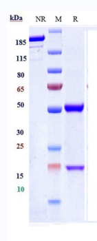 Anti-Meflin Reference Antibody