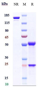 Anti-Klotho Beta Reference Antibody (NGM313)