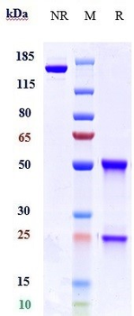 Anti-KIR2DL1 / CD158a Reference Antibody