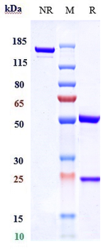 Anti-INHBB / Activin B Reference Antibody